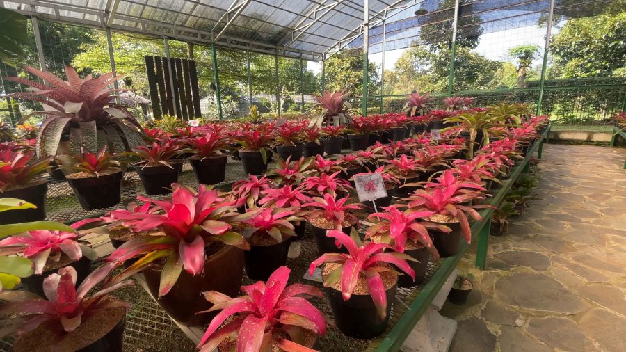 Bromeliad-02-for-Web