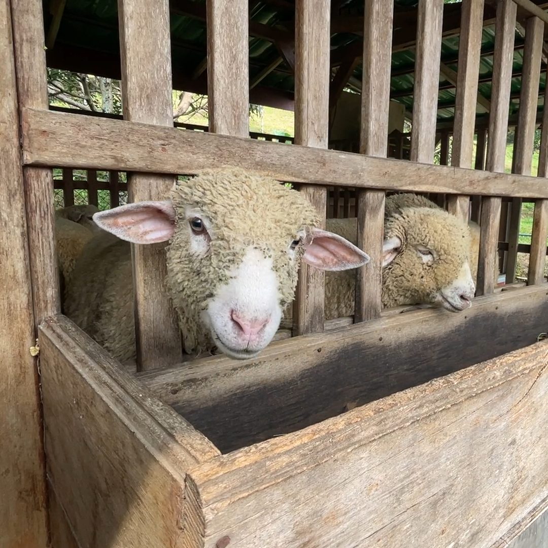 Kambing